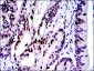 c-Jun Antibody
